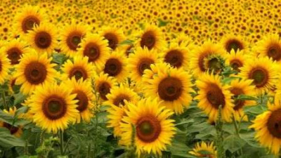 Детальная картинка товара «иван иваныч (классический) (g)» | Вип-Агро