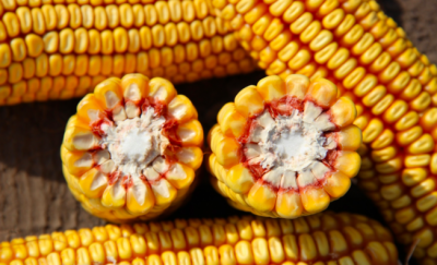 Детальная картинка товара «скап 300» | Вип-Агро