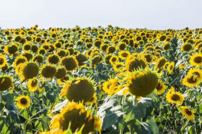 Детальная картинка товара «гелиос (классический) (g)» | Вип-Агро